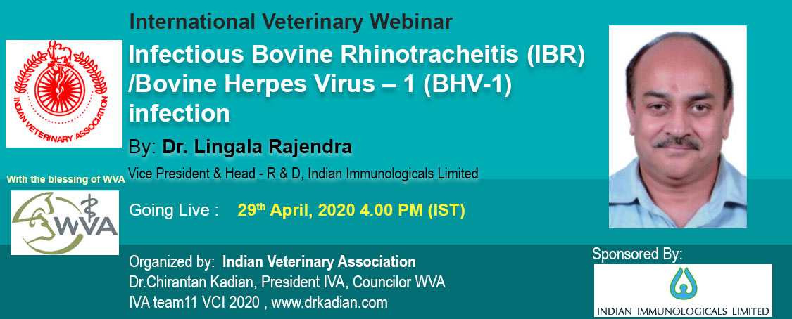 Infectious Bovine Rhinotracheitis (IBR) /Bovine Herpes Virus – 1 (BHV-1) infection
